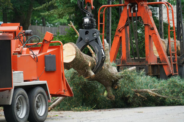 Best Palm Tree Trimming  in Moundridge, KS